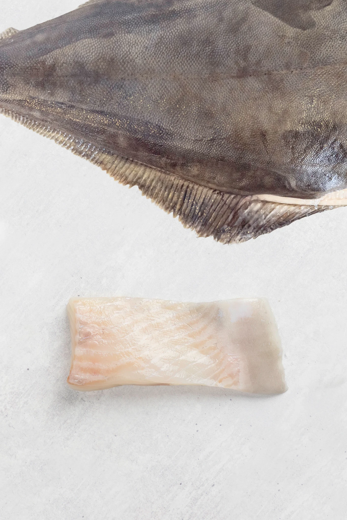 Fresh Fish
