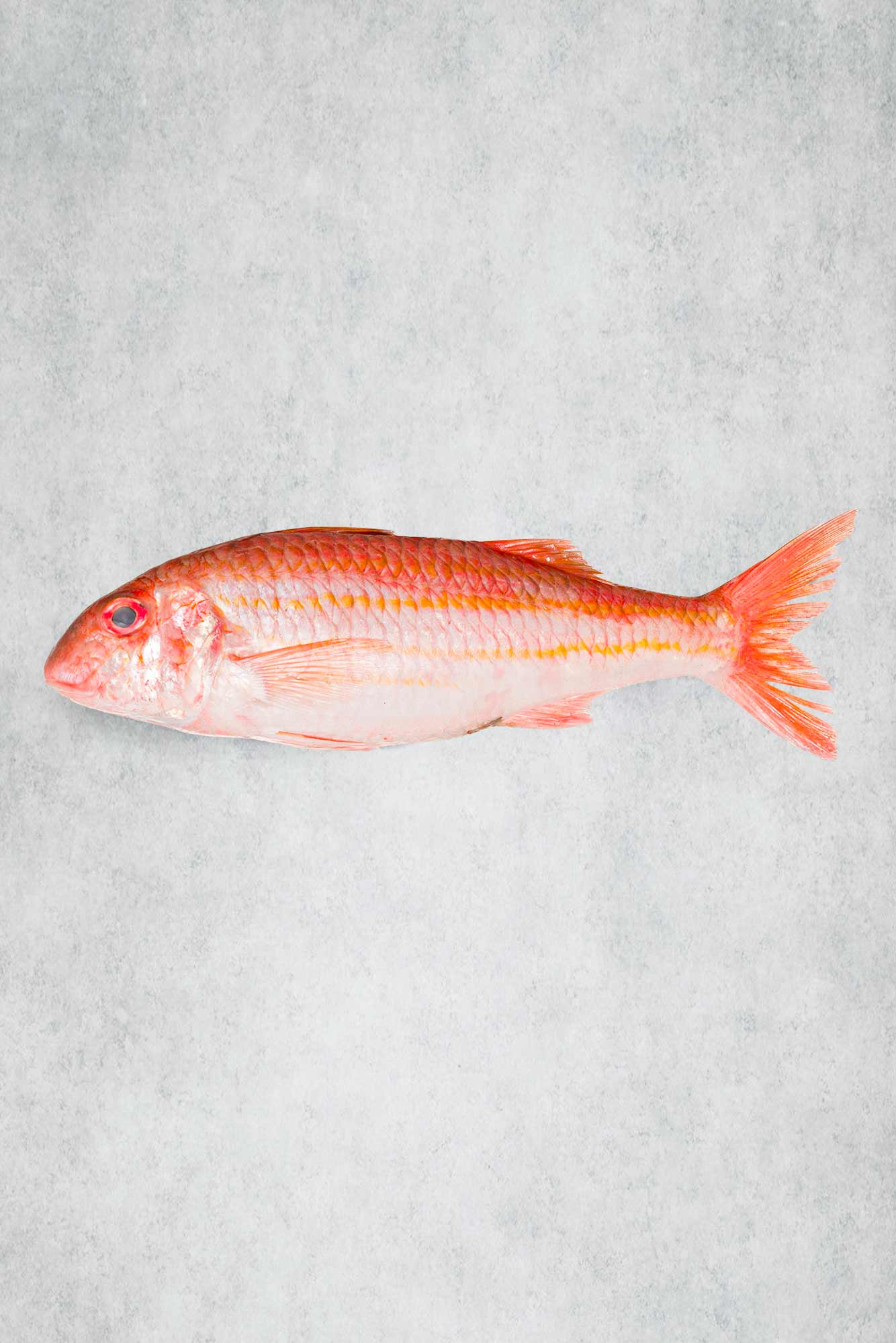 WM Fresh Fish in stock
